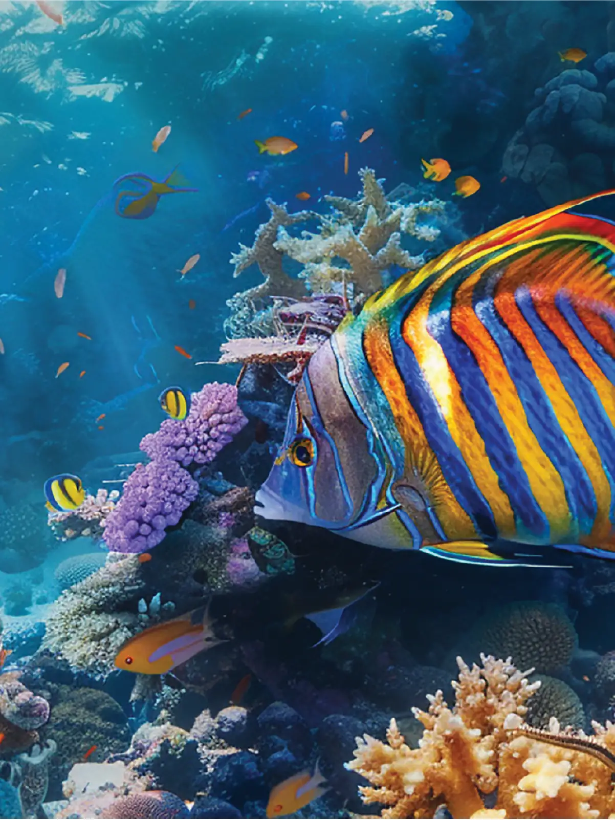Red Sea Riviera